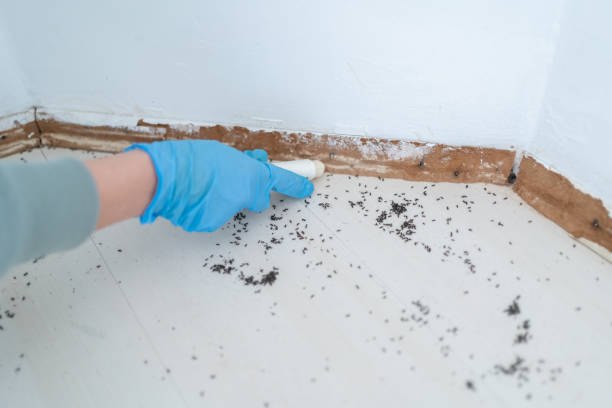 Best Affordable Pest Control Services  in Georgetown, KY